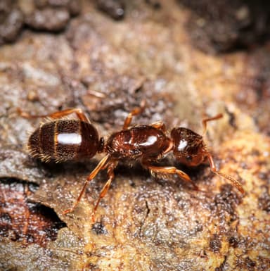 Lasius claviger photo 202