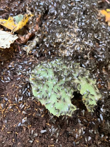 Lasius claviger photo 203