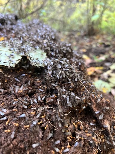 Lasius claviger photo 204