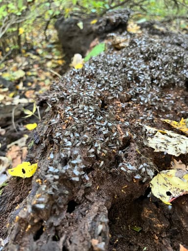 Lasius claviger photo 205