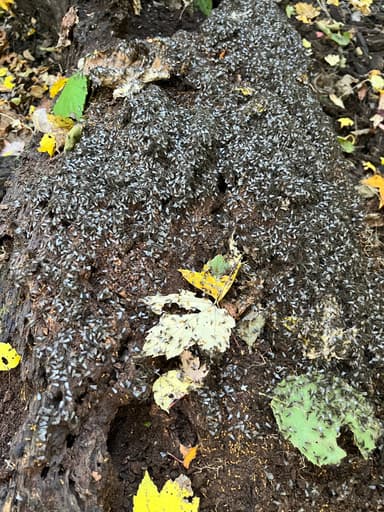 Lasius claviger photo 206