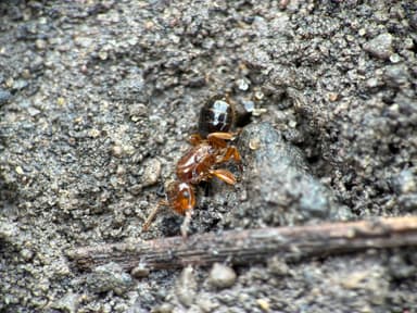 Lasius claviger photo 208