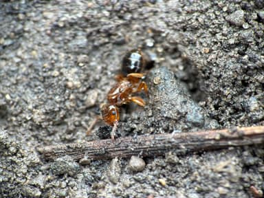 Lasius claviger photo 209