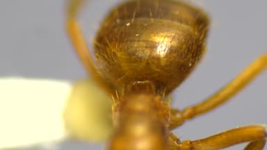 Lasius claviger — colony photo 213