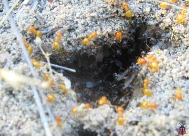 Lasius claviger photo 215