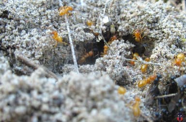 Lasius claviger photo 216