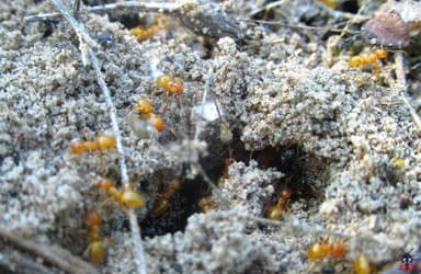 Lasius claviger photo 217
