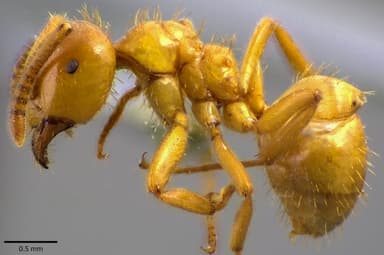 Lasius claviger photo 218