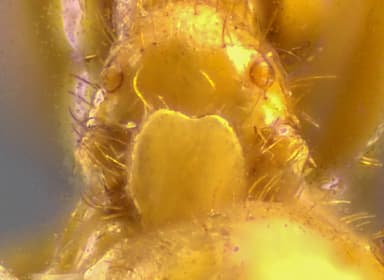 Lasius claviger photo 221