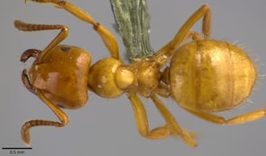 Lasius claviger photo 223