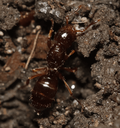 Lasius claviger photo 225