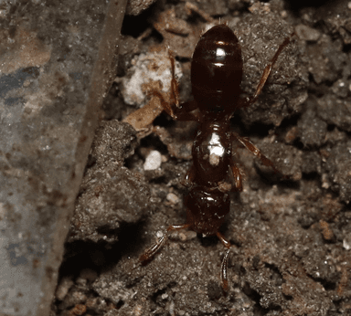Lasius claviger photo 226