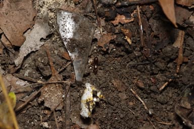 Lasius claviger photo 227