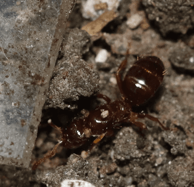 Lasius claviger photo 228