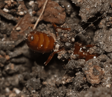 Lasius claviger photo 229