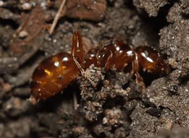 Lasius claviger photo 230