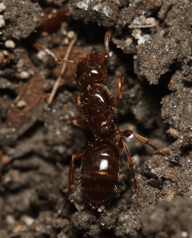 Lasius claviger photo 231