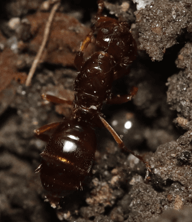 Lasius claviger photo 232