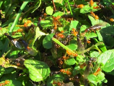 Lasius claviger — colony photo 233