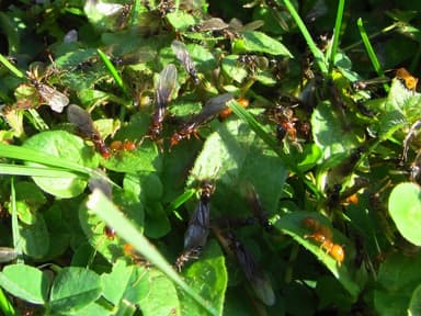 Lasius claviger — colony photo 234