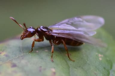 Lasius claviger photo 237