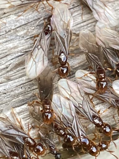Lasius claviger photo 238