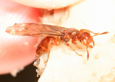 Lasius claviger photo 1