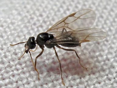 Lasius claviger photo 2