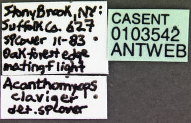 Lasius claviger photo 4