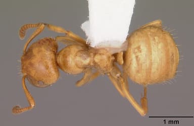 Lasius claviger — queen photo 5