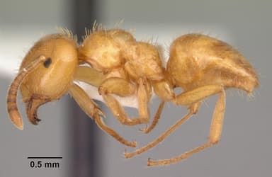 Lasius claviger — queen photo 6