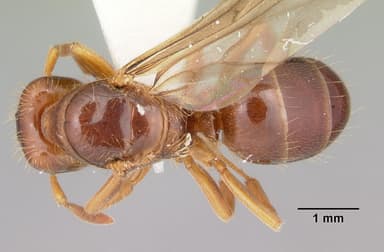 Lasius claviger — queen photo 7