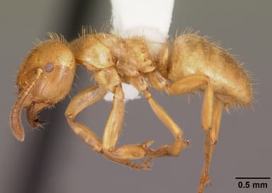 Lasius claviger — queen photo 8