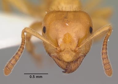 Lasius claviger — queen photo 9