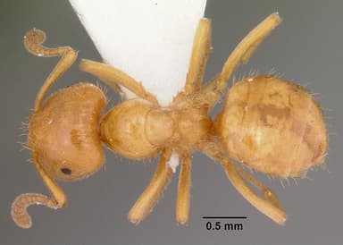 Lasius claviger — queen photo 10