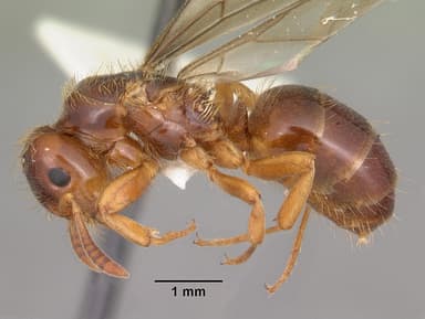 Lasius claviger — queen photo 11