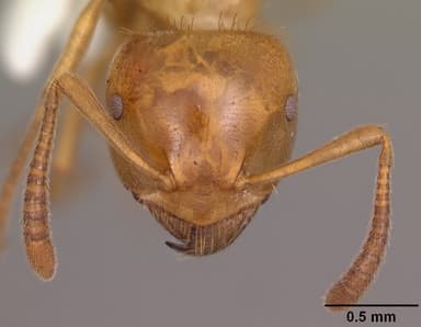 Lasius claviger — queen photo 12