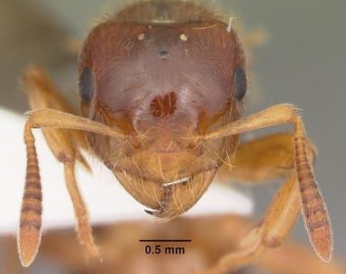 Lasius claviger — queen photo 13