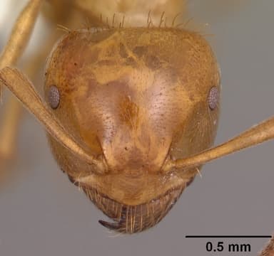 Lasius claviger — queen photo 14