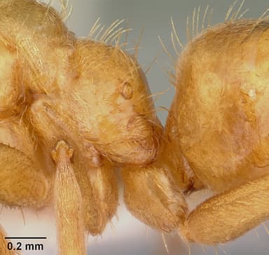 Lasius claviger — queen photo 15