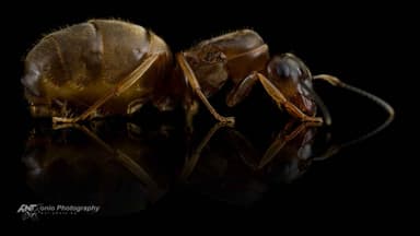 Lasius emarginatus photo 1