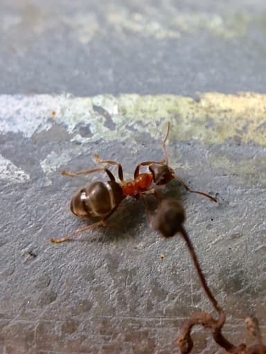 Lasius emarginatus photo 13