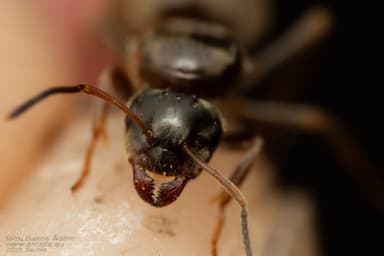 Lasius emarginatus photo 19