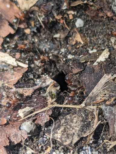 Lasius emarginatus photo 41