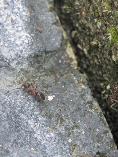 Lasius emarginatus — colony photo 85