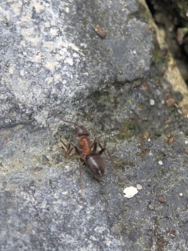 Lasius emarginatus — colony photo 86