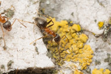 Lasius emarginatus photo 94