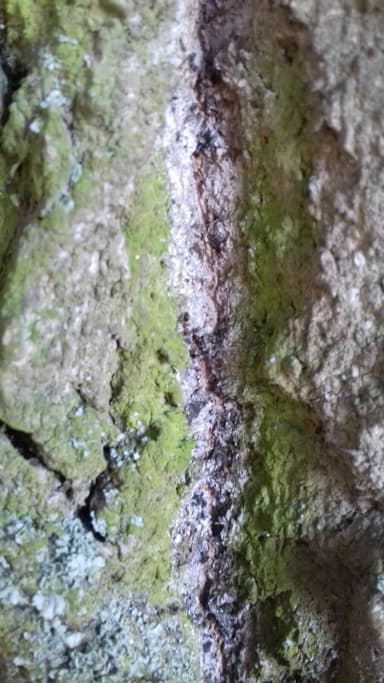 Lasius emarginatus photo 99