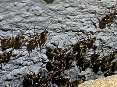 Lasius emarginatus photo 105