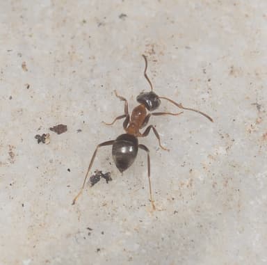 Lasius emarginatus photo 112